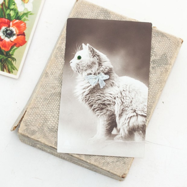 cat-postcard-3-1000x1000