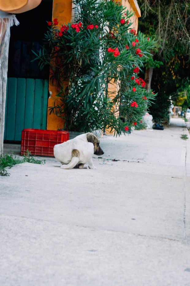 Larkspur Vintage | Tulum Recommendations & Tips