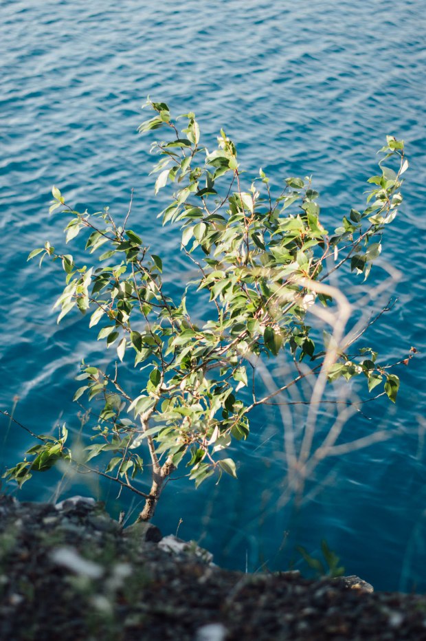 Larkspur Vintage | Marmora Mine