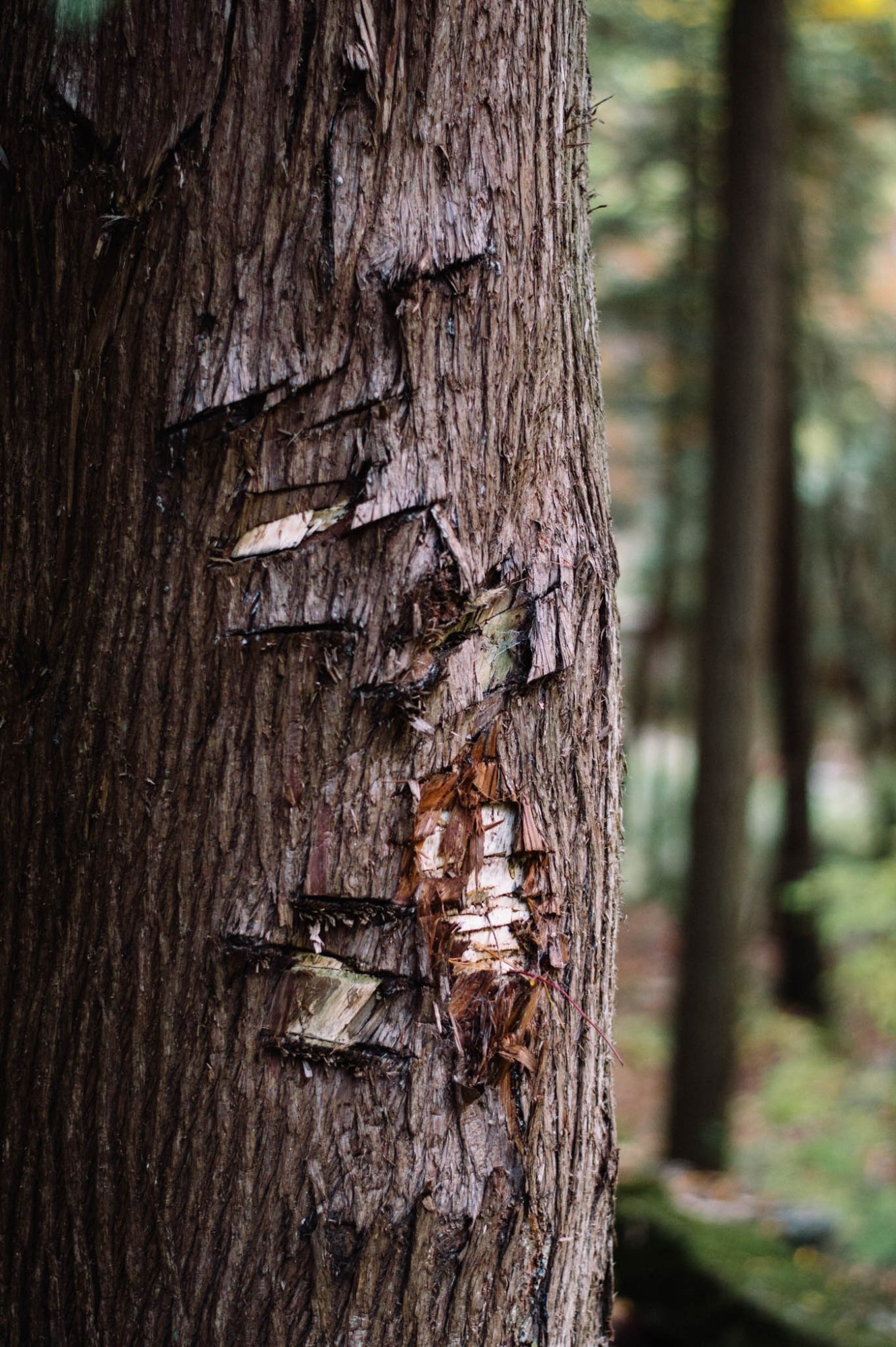 Larkspur Vintage | Photo Diary: Dundas Peak