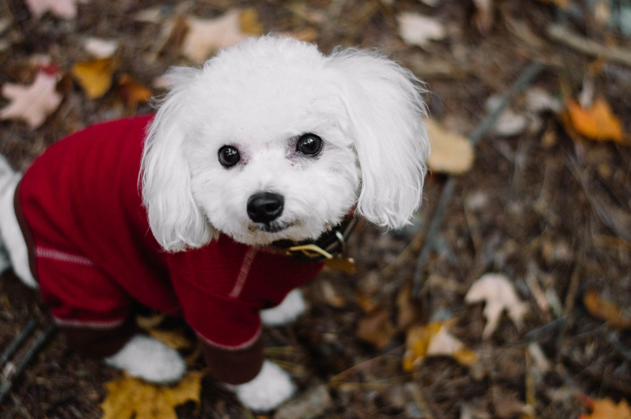 Larkspur Vintage | Photo Diary: Dundas Peak