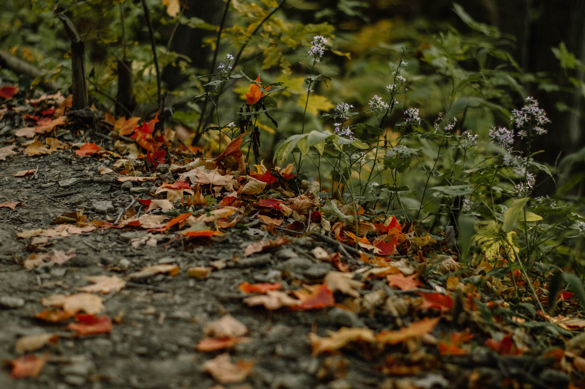 Larkspur Vintage | Photo Diary: Dundas Peak