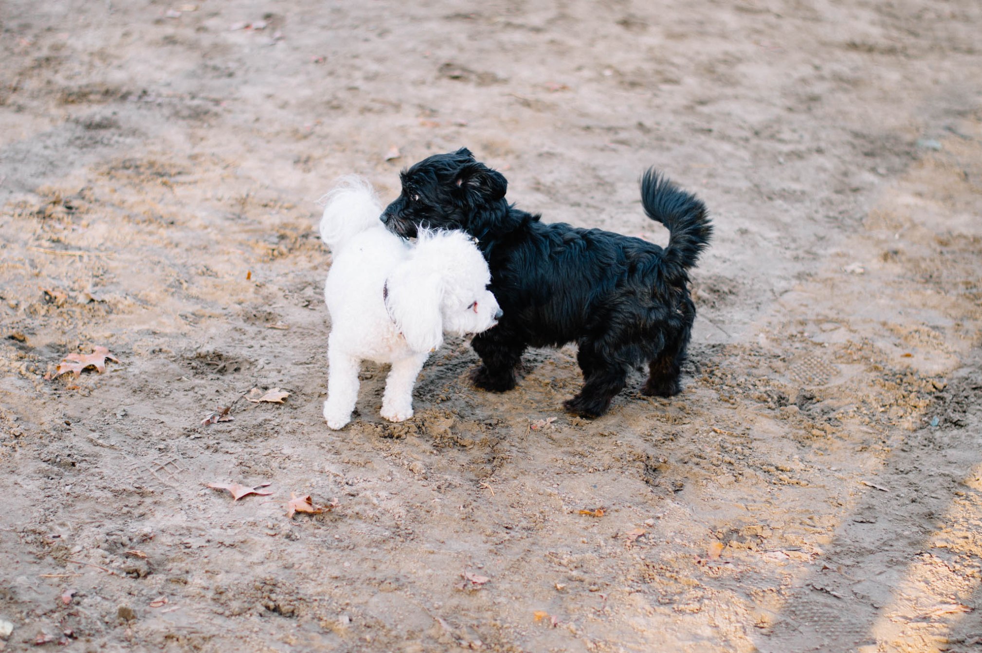 OKAY ANDIE | Photo Diary: High Park in Autumn