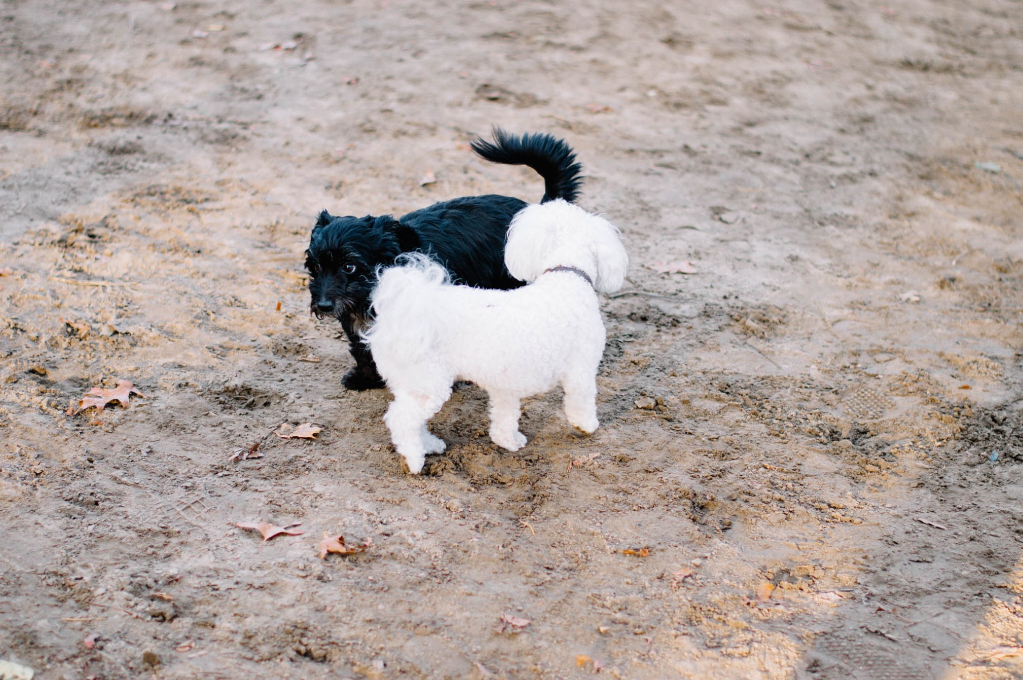 OKAY ANDIE | Photo Diary: High Park in Autumn