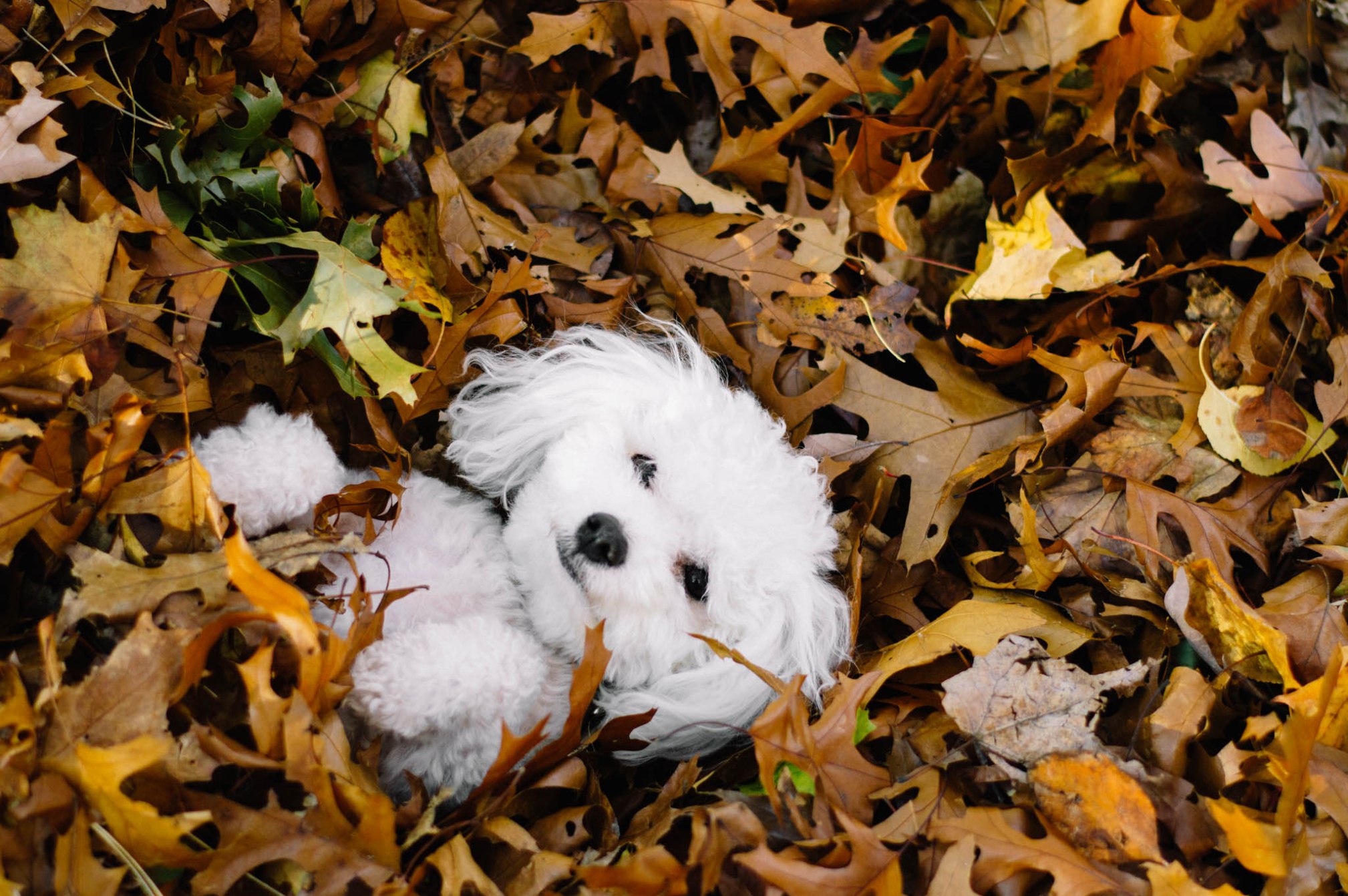 OKAY ANDIE | Photo Diary: High Park in Autumn