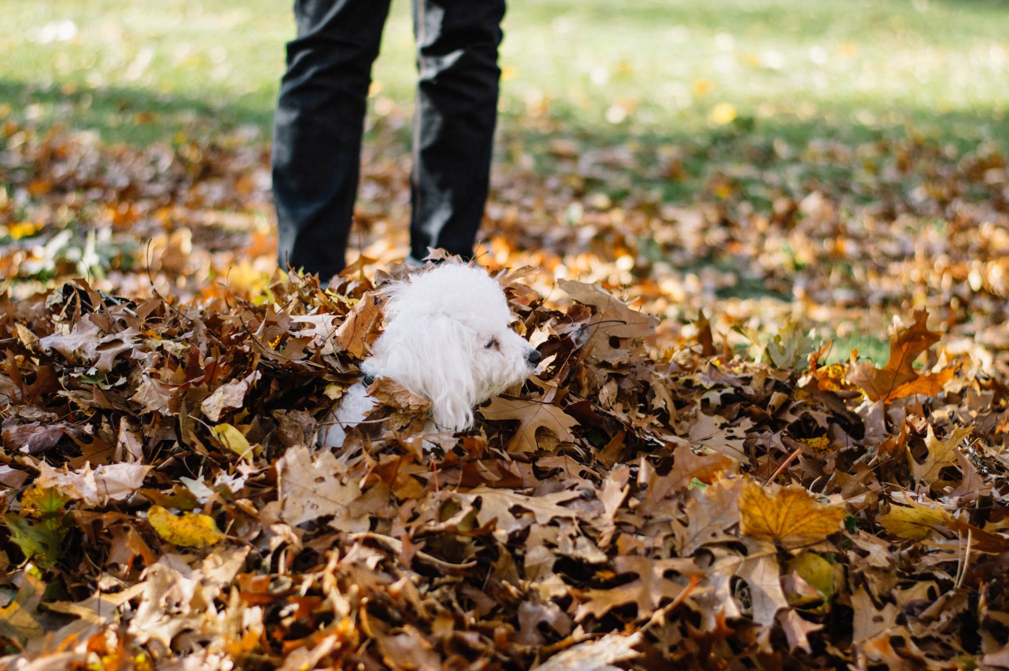 OKAY ANDIE | Photo Diary: High Park in Autumn